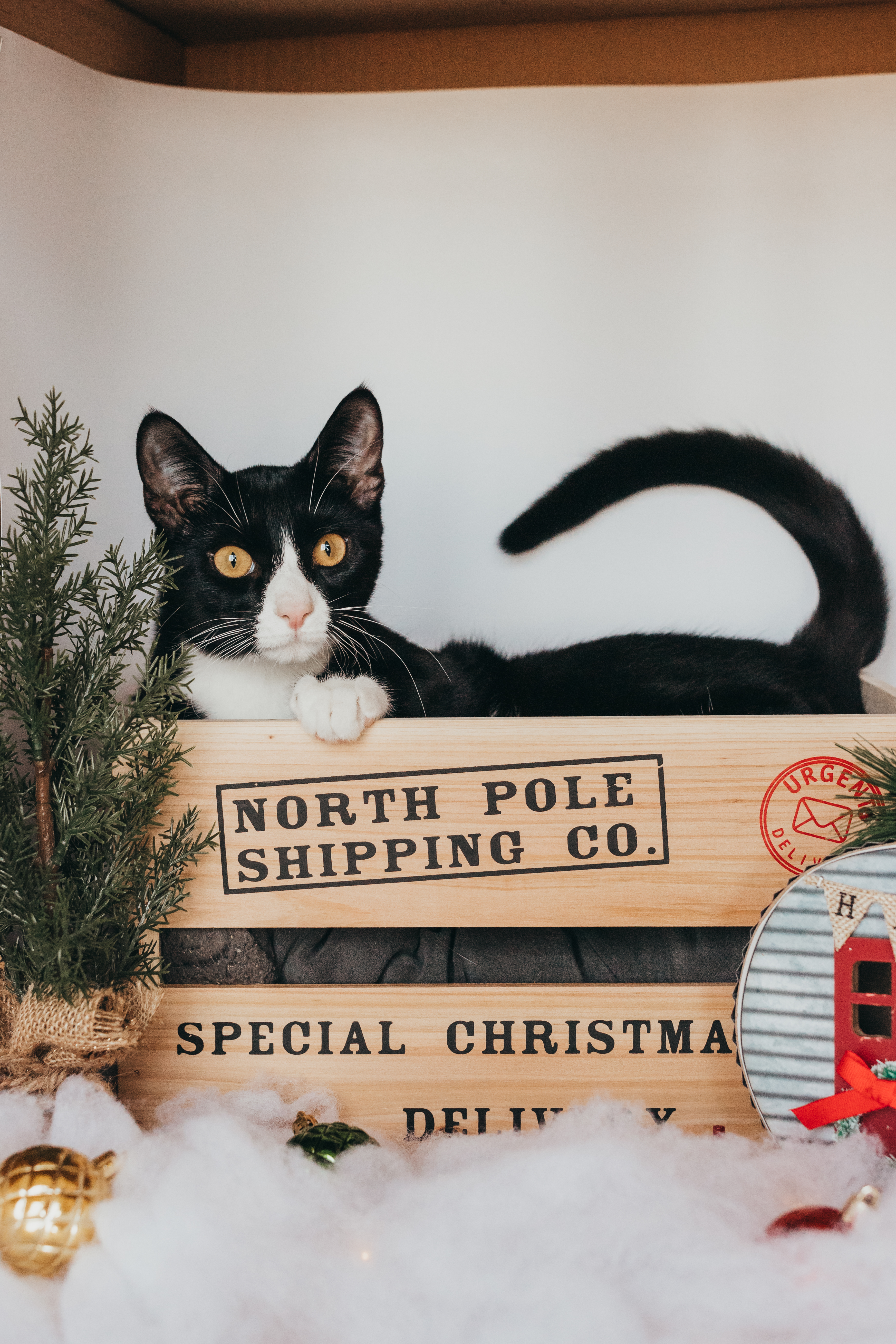 cat christmas photoshoot ideas